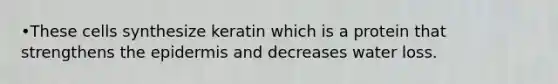 •These cells synthesize keratin which is a protein that strengthens the epidermis and decreases water loss.