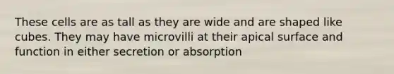 These cells are as tall as they are wide and are shaped like cubes. They may have microvilli at their apical surface and function in either secretion or absorption