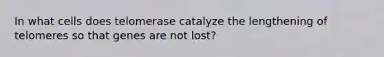 In what cells does telomerase catalyze the lengthening of telomeres so that genes are not lost?