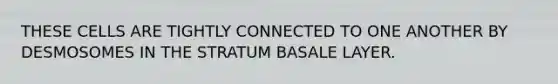 THESE CELLS ARE TIGHTLY CONNECTED TO ONE ANOTHER BY DESMOSOMES IN THE STRATUM BASALE LAYER.