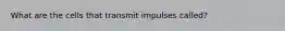 What are the cells that transmit impulses called?