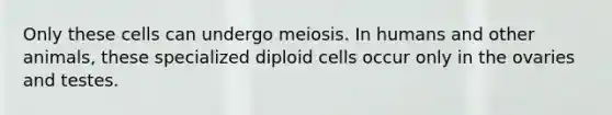 Only these cells can undergo meiosis. In humans and other animals, these specialized diploid cells occur only in the ovaries and testes.