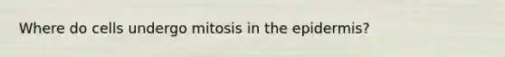 Where do cells undergo mitosis in the epidermis?