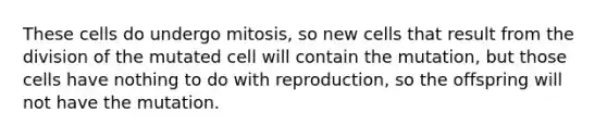 These cells do undergo mitosis, so new cells that result from the division of the mutated cell will contain the mutation, but those cells have nothing to do with reproduction, so the offspring will not have the mutation.