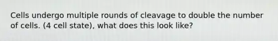 Cells undergo multiple rounds of cleavage to double the number of cells. (4 cell state), what does this look like?