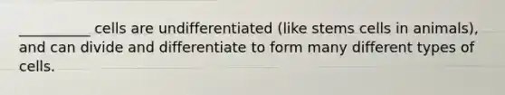 __________ cells are undifferentiated (like stems cells in animals), and can divide and differentiate to form many different types of cells.