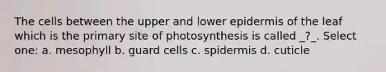 The cells between the upper and lower epidermis of the leaf which is the primary site of photosynthesis is called _?_. Select one: a. mesophyll b. guard cells c. spidermis d. cuticle