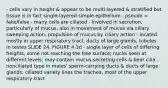 - cells vary in height & appear to be multi-layered & stratified but tissue is in fact single-layered simple epithelium - pseudo = fake/false - many cells are ciliated - involved in secretion, particularly of mucus, also in movement of mucus via ciliary sweeping action; propulsion of mucus by ciliary action - located mostly in upper respiratory tract, ducts of large glands, tubules in testes SLIDE 24, FIGURE 4.3d - single layer of cells of differing heights, some not reaching the free surface; nuclei seen at different levels; may contain mucus-secreting cells & bear cilia - nonciliated type in males' sperm-carrying ducts & ducts of large glands; ciliated variety lines the trachea, most of the upper respiratory tract