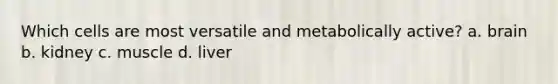 Which cells are most versatile and metabolically active? a. brain b. kidney c. muscle d. liver