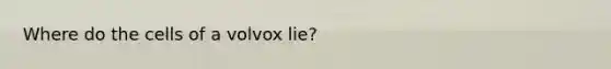 Where do the cells of a volvox lie?