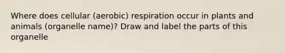 Where does cellular (aerobic) respiration occur in plants and animals (organelle name)? Draw and label the parts of this organelle