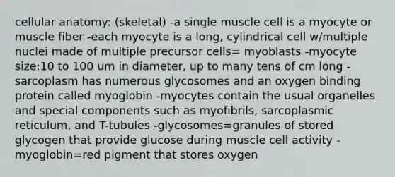 cellular anatomy: (skeletal) -a single muscle cell is a myocyte or muscle fiber -each myocyte is a long, cylindrical cell w/multiple nuclei made of multiple precursor cells= myoblasts -myocyte size:10 to 100 um in diameter, up to many tens of cm long -sarcoplasm has numerous glycosomes and an oxygen binding protein called myoglobin -myocytes contain the usual organelles and special components such as myofibrils, sarcoplasmic reticulum, and T-tubules -glycosomes=granules of stored glycogen that provide glucose during muscle cell activity -myoglobin=red pigment that stores oxygen