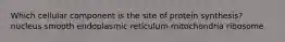 Which cellular component is the site of protein synthesis? nucleus smooth endoplasmic reticulum mitochondria ribosome