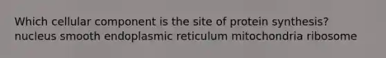 Which cellular component is the site of protein synthesis? nucleus smooth endoplasmic reticulum mitochondria ribosome