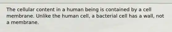 The cellular content in a human being is contained by a cell membrane. Unlike the human cell, a bacterial cell has a wall, not a membrane.