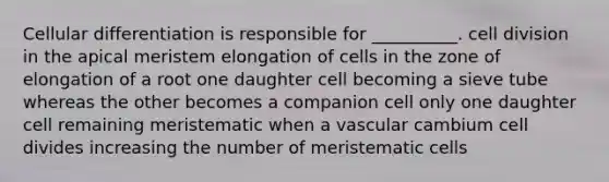 Cellular differentiation is responsible for __________. <a href='https://www.questionai.com/knowledge/kjHVAH8Me4-cell-division' class='anchor-knowledge'>cell division</a> in the apical meristem elongation of cells in the zone of elongation of a root one daughter cell becoming a sieve tube whereas the other becomes a companion cell only one daughter cell remaining meristematic when a vascular cambium cell divides increasing the number of meristematic cells