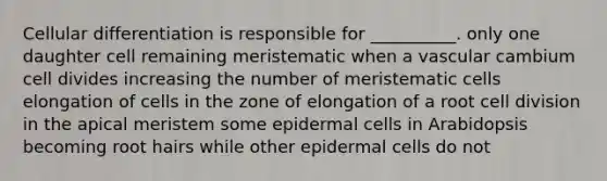 Cellular differentiation is responsible for __________. only one daughter cell remaining meristematic when a vascular cambium cell divides increasing the number of meristematic cells elongation of cells in the zone of elongation of a root cell division in the apical meristem some epidermal cells in Arabidopsis becoming root hairs while other epidermal cells do not