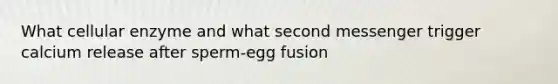 What cellular enzyme and what second messenger trigger calcium release after sperm-egg fusion