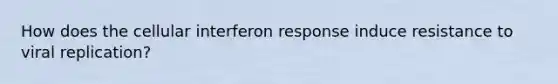 How does the cellular interferon response induce resistance to viral replication?