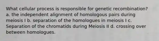 What cellular process is responsible for genetic recombination? a. the independent alignment of homologous pairs during meiosis I b. separation of the homologues in meiosis I c. Separation of the chromatids during Meiosis II d. crossing over between homologues.