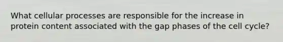 What cellular processes are responsible for the increase in protein content associated with the gap phases of the cell cycle?