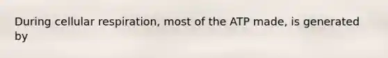 During cellular respiration, most of the ATP made, is generated by