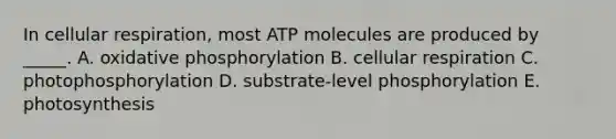 In cellular respiration, most ATP molecules are produced by _____. A. <a href='https://www.questionai.com/knowledge/kFazUb9IwO-oxidative-phosphorylation' class='anchor-knowledge'>oxidative phosphorylation</a> B. cellular respiration C. photophosphorylation D. substrate-level phosphorylation E. photosynthesis