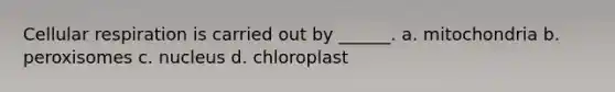 Cellular respiration is carried out by ______. a. mitochondria b. peroxisomes c. nucleus d. chloroplast