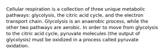 <a href='https://www.questionai.com/knowledge/k1IqNYBAJw-cellular-respiration' class='anchor-knowledge'>cellular respiration</a> is a collection of three unique metabolic pathways: glycolysis, the citric acid cycle, and <a href='https://www.questionai.com/knowledge/k57oGBr0HP-the-electron-transport-chain' class='anchor-knowledge'>the electron transport chain</a>. Glycolysis is an anaerobic process, while the other two pathways are aerobic. In order to move from glycolysis to the citric acid cycle, pyruvate molecules (the output of glycolysis) must be oxidized in a process called pyruvate oxidation.