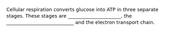 Cellular respiration converts glucose into ATP in three separate stages. These stages are ______________________, the ____________________________ and the electron transport chain.