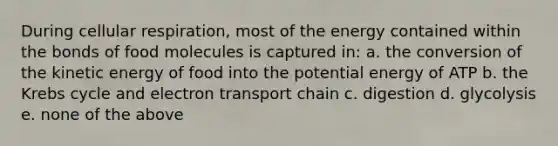 During cellular respiration, most of the energy contained within the bonds of food molecules is captured in: a. the conversion of the kinetic energy of food into the potential energy of ATP b. the Krebs cycle and electron transport chain c. digestion d. glycolysis e. none of the above