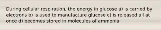 During cellular respiration, the energy in glucose a) is carried by electrons b) is used to manufacture glucose c) is released all at once d) becomes stored in molecules of ammonia