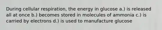 During cellular respiration, the energy in glucose a.) is released all at once b.) becomes stored in molecules of ammonia c.) is carried by electrons d.) is used to manufacture glucose