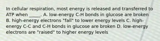 In <a href='https://www.questionai.com/knowledge/k1IqNYBAJw-cellular-respiration' class='anchor-knowledge'>cellular respiration</a>, most energy is released and transferred to ATP when _____. A. low-energy C-H bonds in glucose are broken B. high-energy electrons "fall" to lower energy levels C. high-energy C-C and C-H bonds in glucose are broken D. low-energy electrons are "raised" to higher energy levels