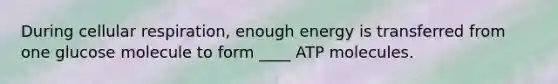 During cellular respiration, enough energy is transferred from one glucose molecule to form ____ ATP molecules.