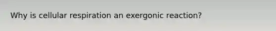 Why is cellular respiration an exergonic reaction?