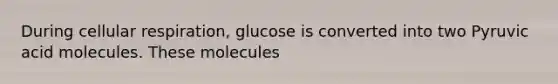 During cellular respiration, glucose is converted into two Pyruvic acid molecules. These molecules