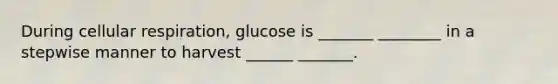 During cellular respiration, glucose is _______ ________ in a stepwise manner to harvest ______ _______.