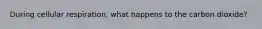 During cellular respiration, what happens to the carbon dioxide?