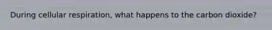 During <a href='https://www.questionai.com/knowledge/k1IqNYBAJw-cellular-respiration' class='anchor-knowledge'>cellular respiration</a>, what happens to the carbon dioxide?
