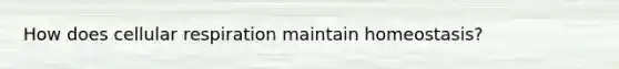 How does cellular respiration maintain homeostasis?