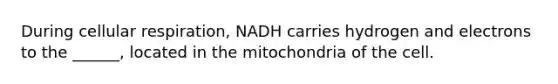 During cellular respiration, NADH carries hydrogen and electrons to the ______, located in the mitochondria of the cell.