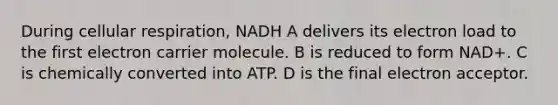 During cellular respiration, NADH A delivers its electron load to the first electron carrier molecule. B is reduced to form NAD+. C is chemically converted into ATP. D is the final electron acceptor.