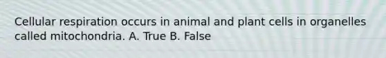 Cellular respiration occurs in animal and plant cells in organelles called mitochondria. A. True B. False