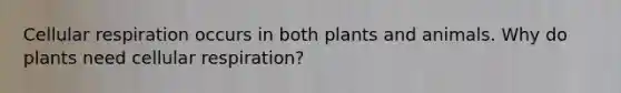 Cellular respiration occurs in both plants and animals. Why do plants need cellular respiration?