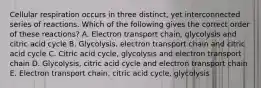 Cellular respiration occurs in three distinct, yet interconnected series of reactions. Which of the following gives the correct order of these reactions? A. Electron transport chain, glycolysis and citric acid cycle B. Glycolysis, electron transport chain and citric acid cycle C. Citric acid cycle, glycolysis and electron transport chain D. Glycolysis, citric acid cycle and electron transport chain E. Electron transport chain, citric acid cycle, glycolysis