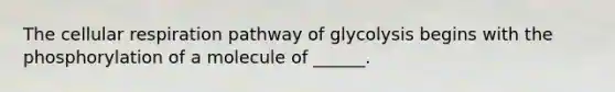 The <a href='https://www.questionai.com/knowledge/k1IqNYBAJw-cellular-respiration' class='anchor-knowledge'>cellular respiration</a> pathway of glycolysis begins with the phosphorylation of a molecule of ______.