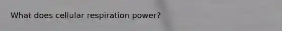 What does cellular respiration power?