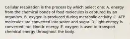 Cellular respiration is the process by which Select one: A. energy from the chemical bonds of food molecules is captured by an organism. B. oxygen is produced during metabolic activity. C. ATP molecules are converted into water and sugar. D. light energy is converted into kinetic energy. E. oxygen is used to transport chemical energy throughout the body.