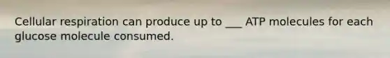 Cellular respiration can produce up to ___ ATP molecules for each glucose molecule consumed.